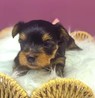 Nala, a female Yorkshire Terrier for sale in Midlothian, TX – Photo 1 of 3