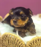 Nala, a female Yorkshire Terrier for sale in Midlothian, TX – Photo 2 of 3