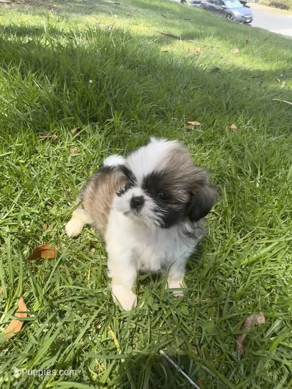 Rambo  – Shih Tzu puppy for sale in San Diego, CA