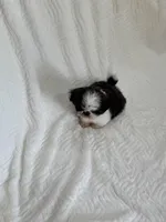 Lee, a male Shih Tzu for sale in San Diego, CA – Photo 9 of 9