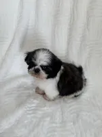 Lee, a male Shih Tzu for sale in San Diego, CA – Photo 7 of 9