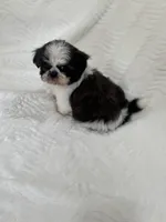 Lee, a male Shih Tzu for sale in San Diego, CA – Photo 6 of 9