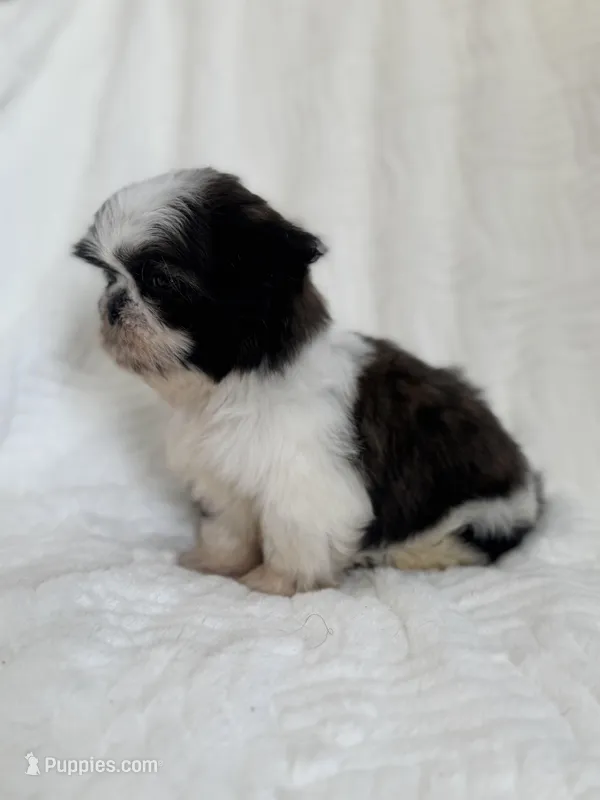 Lee, a male Shih Tzu for sale in San Diego, CA – Photo 1 of 9