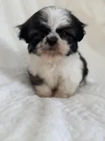 Lee, a male Shih Tzu for sale in San Diego, CA – Photo 4 of 9