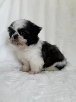 Lee, a male Shih Tzu for sale in San Diego, CA – Photo 2 of 9