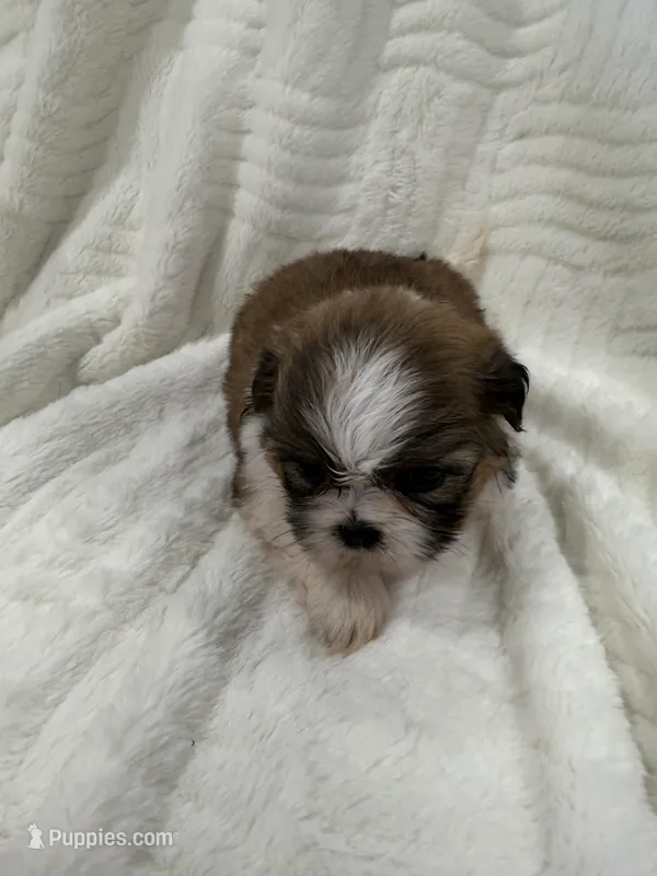 Candy  – Shih Tzu puppy for sale in San Diego, CA