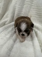 Candy , a female Shih Tzu for sale in San Diego, CA – Photo 1 of 10