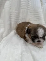 Candy , a female Shih Tzu for sale in San Diego, CA – Photo 9 of 10