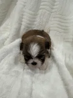 Candy , a female Shih Tzu for sale in San Diego, CA – Photo 2 of 10