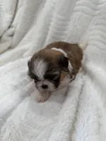 Candy , a female Shih Tzu for sale in San Diego, CA – Photo 7 of 10