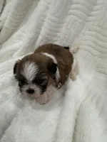 Candy , a female Shih Tzu for sale in San Diego, CA – Photo 3 of 10