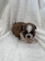 Candy , a female Shih Tzu for sale in San Diego, CA – Photo 5 of 10