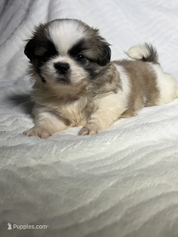 Zeus – Shih Tzu puppy for sale in San Diego, CA