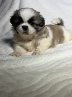 Zeus, a male Shih Tzu for sale in San Diego, CA – 1 of 4