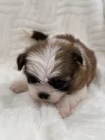 Chang, a male Shih Tzu for sale in San Diego, CA – Photo 3 of 10