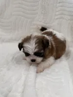 Chang, a male Shih Tzu for sale in San Diego, CA – Photo 7 of 10