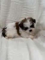 Chang, a male Shih Tzu for sale in San Diego, CA – Photo 5 of 10