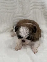 Toffy, a male Shih Tzu for sale in San Diego, CA – Photo 8 of 8