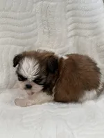 Toffy, a male Shih Tzu for sale in San Diego, CA – Photo 4 of 8