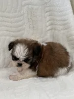 Toffy, a male Shih Tzu for sale in San Diego, CA – Photo 3 of 8