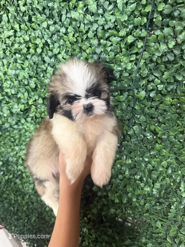 Rambo  – Shih Tzu puppy for sale in San Diego, CA