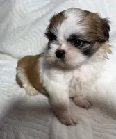 Athena , a female Shih Tzu for sale in San Diego, CA – 3 of 6