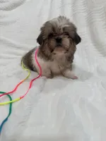 Gigi, a female Shih Tzu for sale in San Diego, CA – Photo 6 of 8