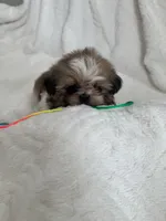 Gigi, a female Shih Tzu for sale in San Diego, CA – Photo 3 of 8