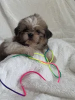 Gigi, a female Shih Tzu for sale in San Diego, CA – Photo 8 of 8
