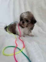 Gigi, a female Shih Tzu for sale in San Diego, CA – Photo 7 of 8