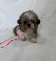 Gigi, a female Shih Tzu for sale in San Diego, CA – Photo 1 of 8