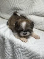 Rambo , a male Shih Tzu for sale in San Diego, CA – 6 of 6