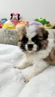 Coco, a female Shih Tzu for sale in San Diego, CA – Photo 3 of 10