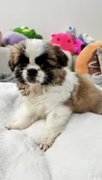 Coco, a female Shih Tzu for sale in San Diego, CA – Photo 7 of 10