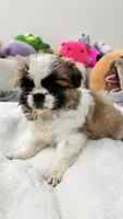 Coco, a female Shih Tzu for sale in San Diego, CA – Photo 6 of 10