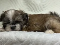 Apollo, a male Shih Tzu for sale in San Diego, CA – 4 of 4