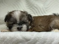 Apollo, a male Shih Tzu for sale in San Diego, CA – 2 of 4