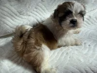 Athena , a female Shih Tzu for sale in San Diego, CA – 5 of 6