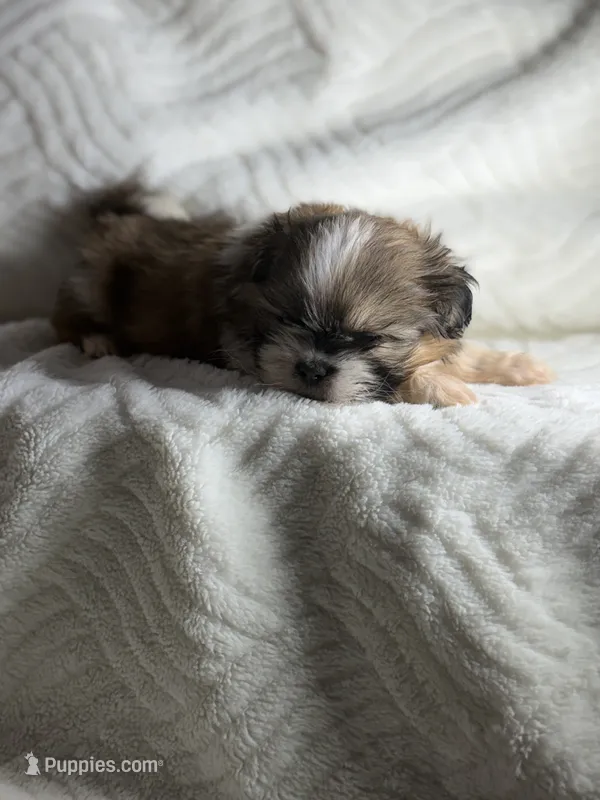 Rambo  – Shih Tzu puppy for sale in San Diego, CA
