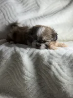 Rambo , a male Shih Tzu for sale in San Diego, CA – 1 of 6
