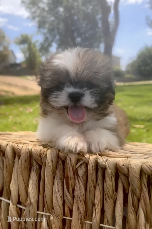 Apollo – Shih Tzu puppy for sale in San Diego, CA