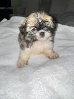 Mia , a  Shih Tzu for sale in San Diego, CA – Photo 6 of 10