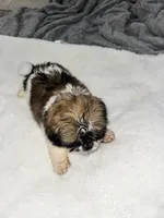 Mia , a  Shih Tzu for sale in San Diego, CA – Photo 8 of 10