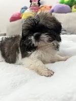 Mia , a  Shih Tzu for sale in San Diego, CA – Photo 9 of 10