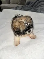 Mia , a  Shih Tzu for sale in San Diego, CA – Photo 4 of 10