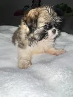 Mia , a  Shih Tzu for sale in San Diego, CA – Photo 7 of 10