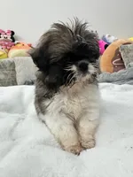 Mia , a  Shih Tzu for sale in San Diego, CA – Photo 2 of 10