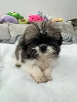 Mia , a  Shih Tzu for sale in San Diego, CA – Photo 1 of 10