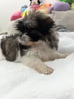 Mia , a  Shih Tzu for sale in San Diego, CA – Photo 3 of 10