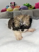 Mia , a  Shih Tzu for sale in San Diego, CA – Photo 5 of 10